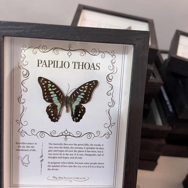 260蝴蝶蝴蝶蝴蝶蝴蝶