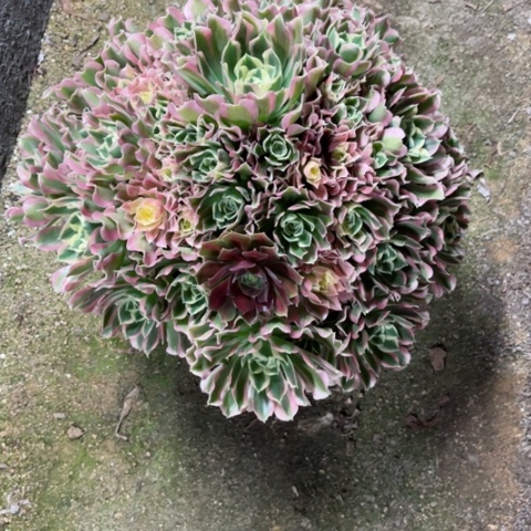 多肉植物雨花石锦。