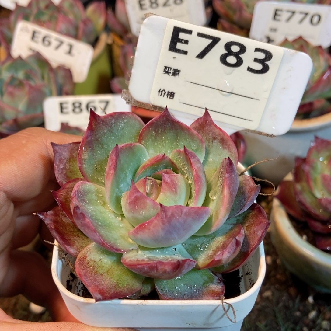 惊鸿一瞥783特价