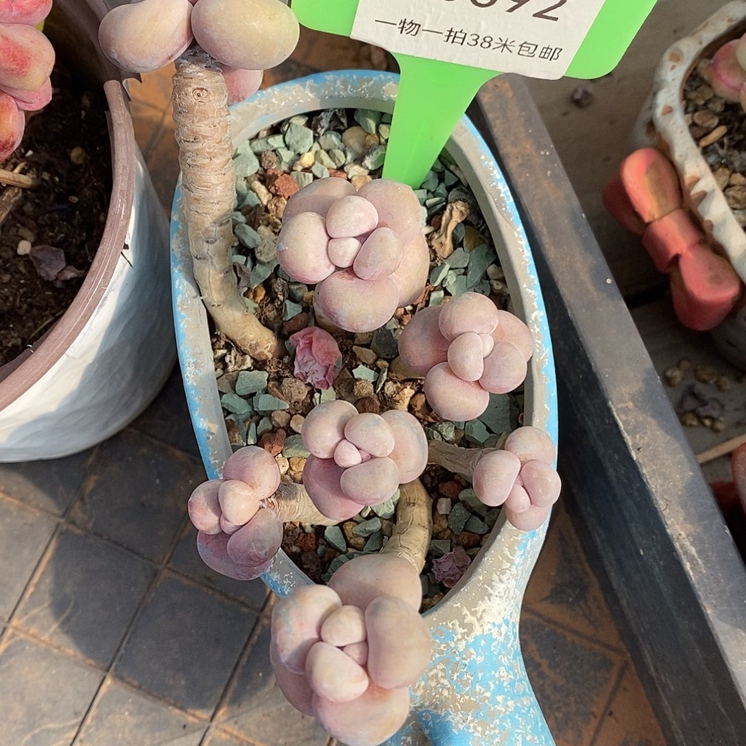 692咯图咯老婆璐璐图魔芋