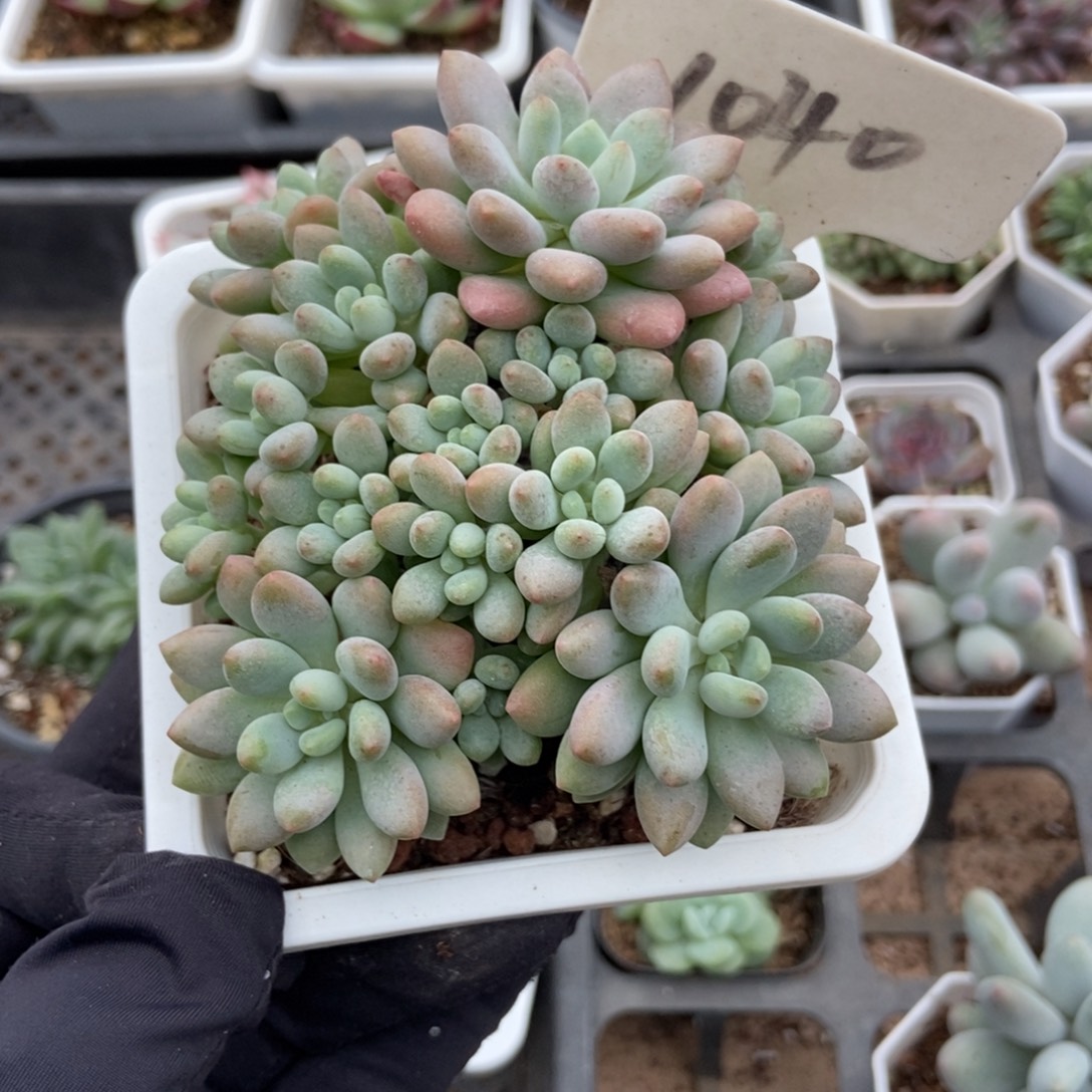 1040鱼子酱多肉植物