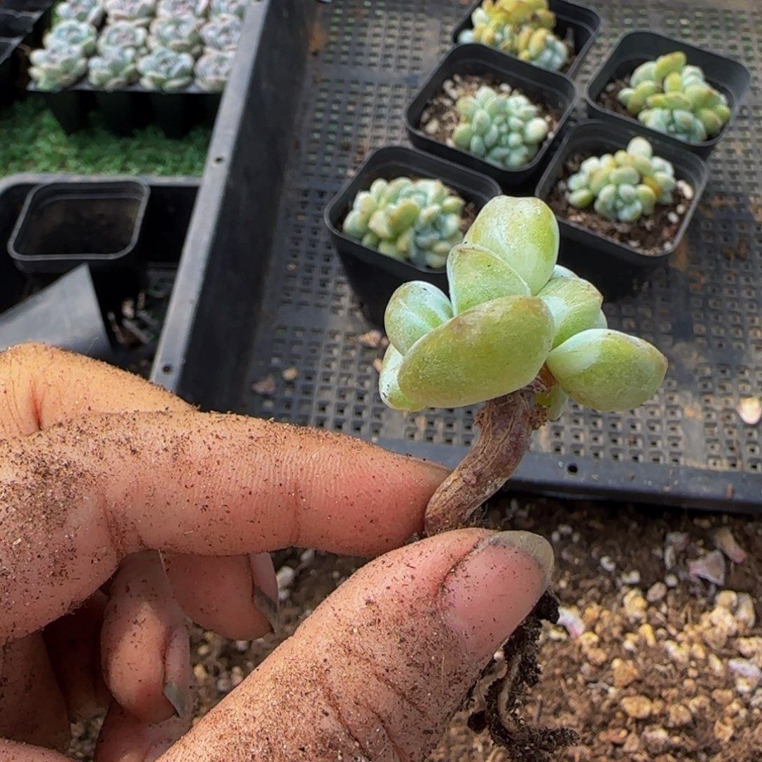 软***糖225号一物一拍特价福利