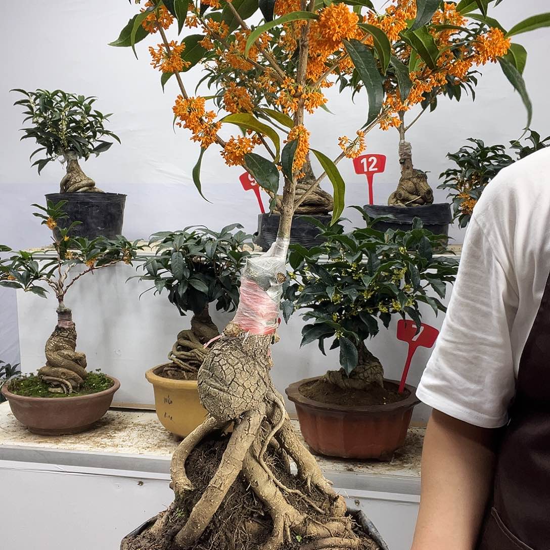 王***森大部分花苞少量开放