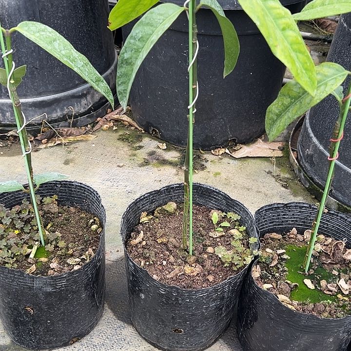 山*1234455666666苗