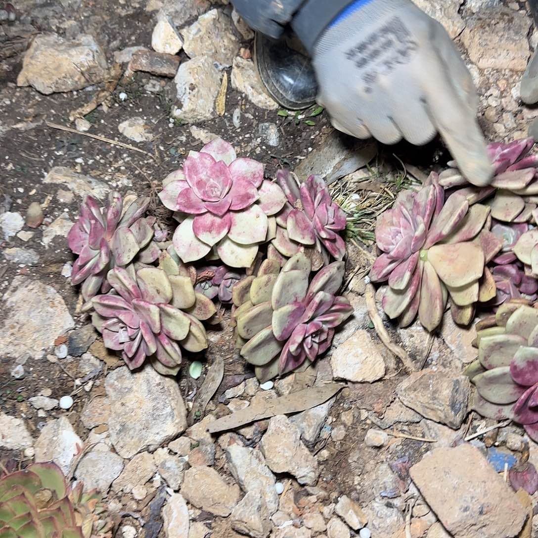 地栽鹅肝多肉1棵多肉