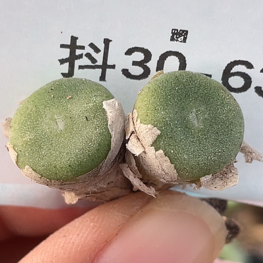 30-63毛钮扣多肉植物