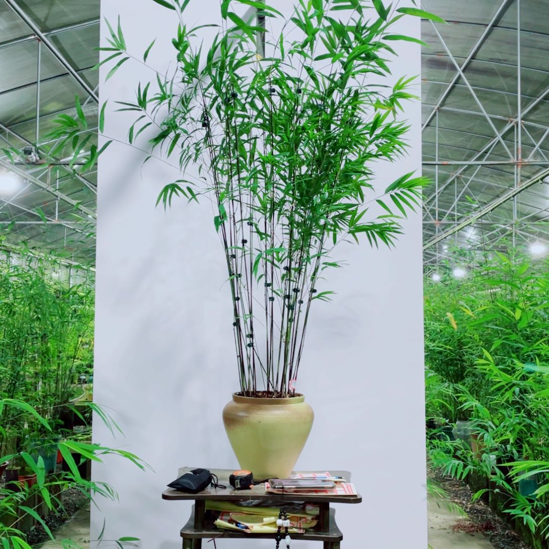 无花朵内门竹一物一拍