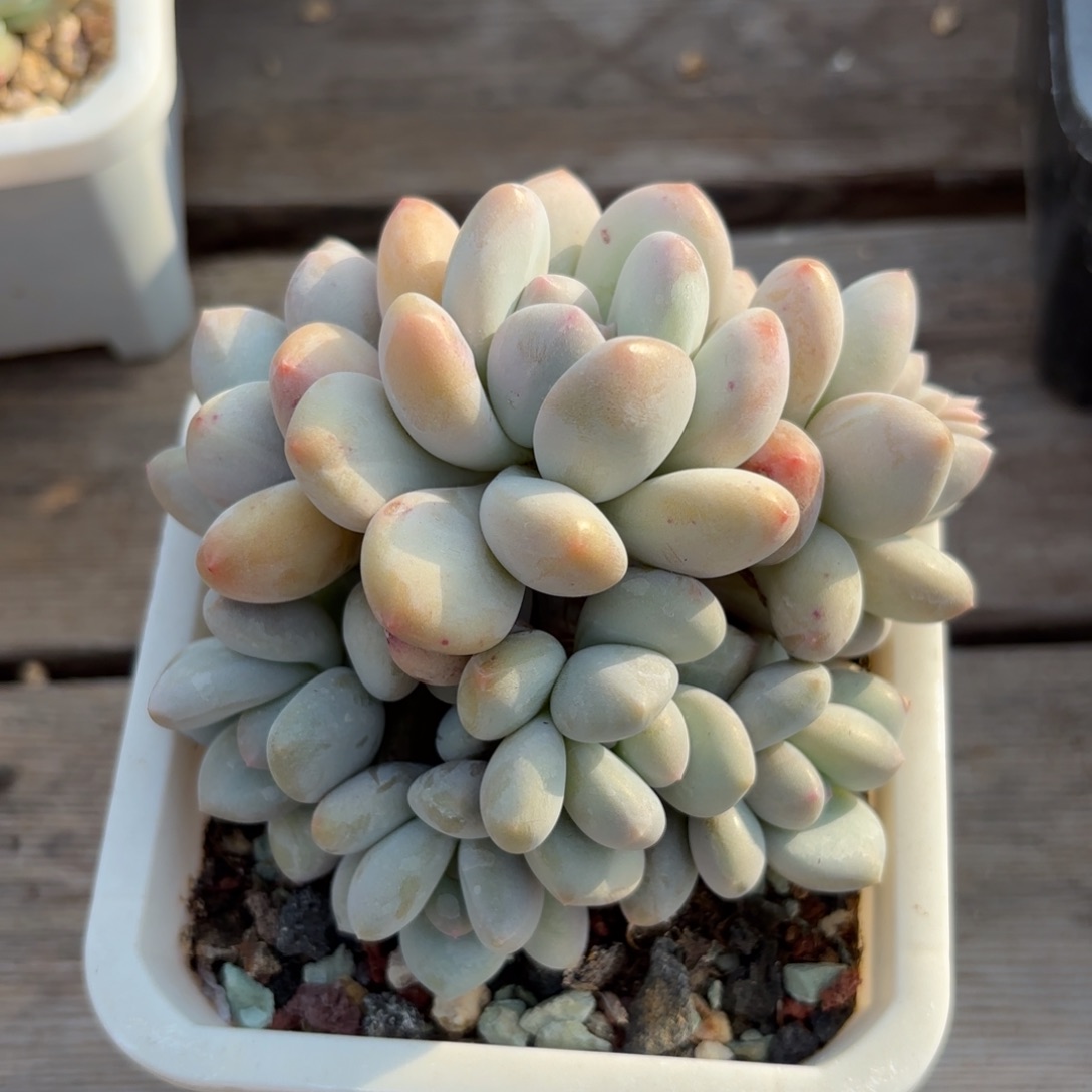 特价香水 11111111