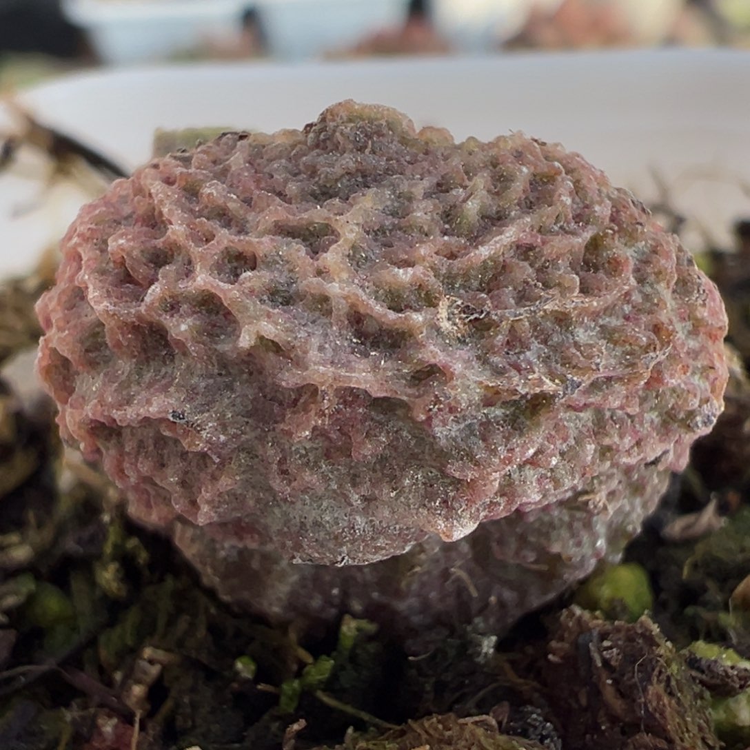 福利款巨猪宝大苗多肉植物