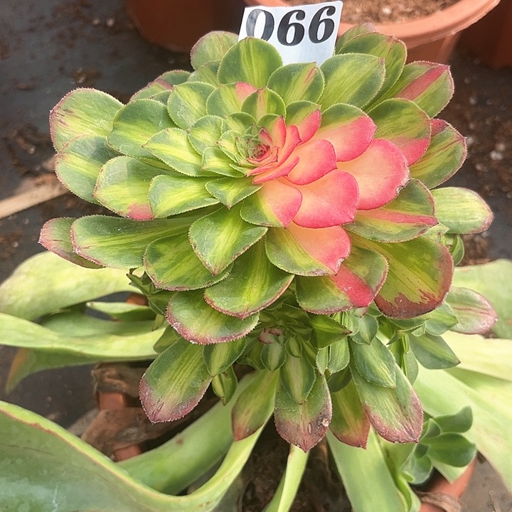 用**爱知府多肉植物066