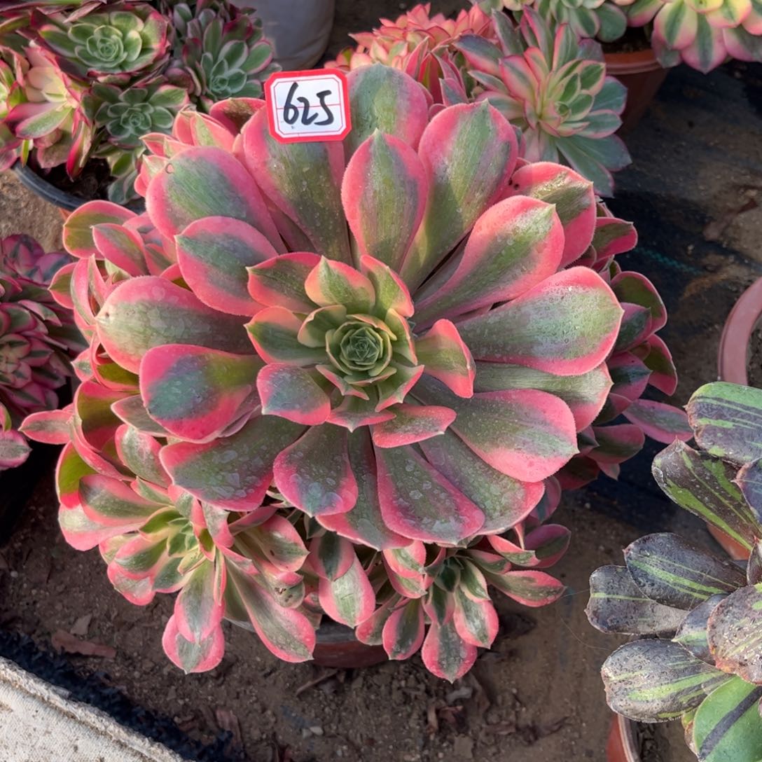 625多肉植物女妖法师