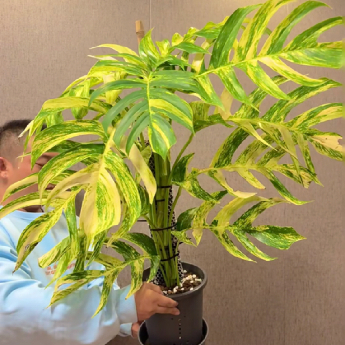 绿加仑盆【火焰·麒麟尾】入门款超好养！小众ins风超清新绿植盆栽