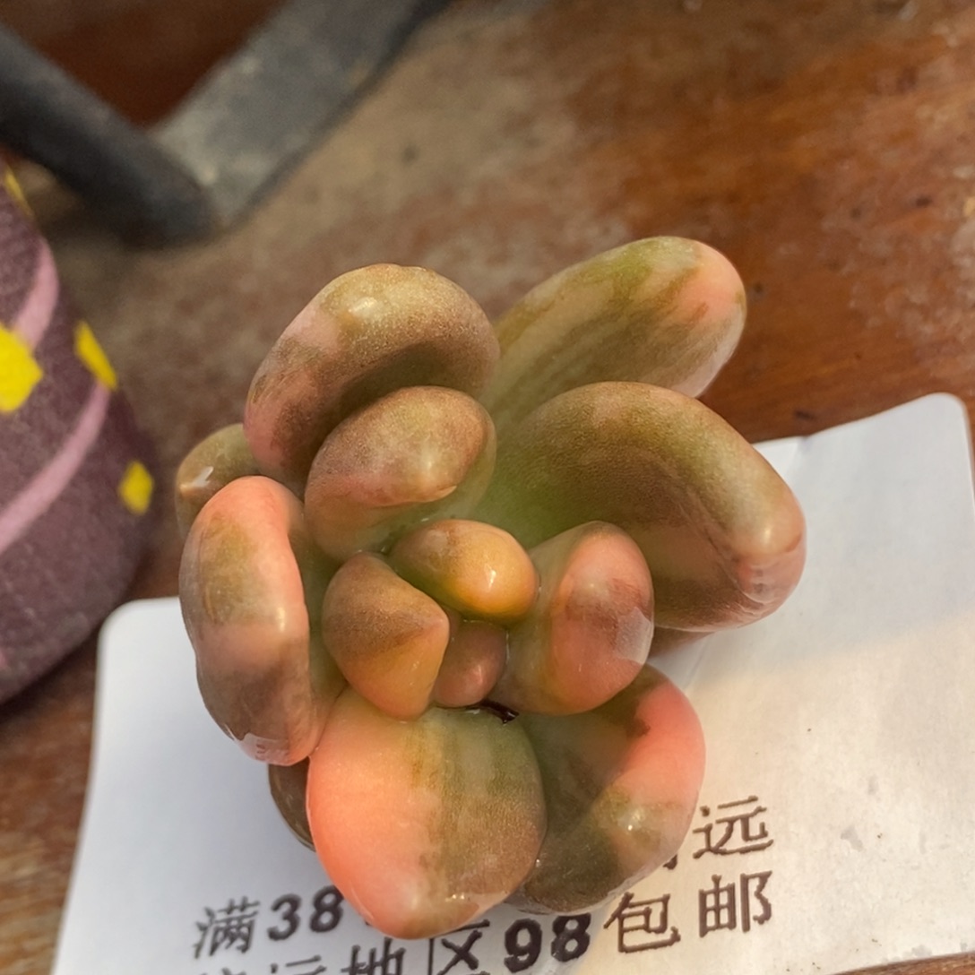 599紫丽殿锦头盖白拉丝