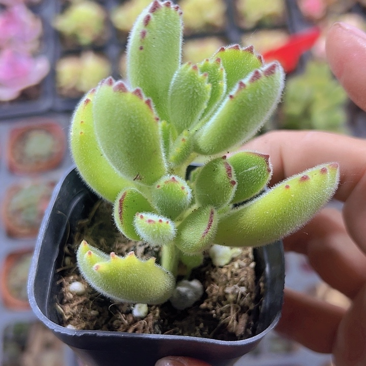 熊童子精品多肉植物大战