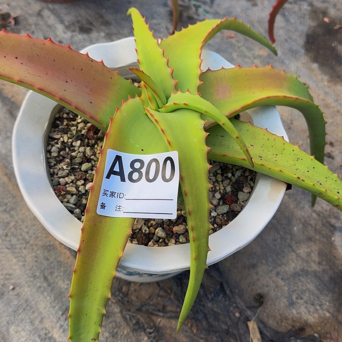 【闪购商品】项****奇块根植物