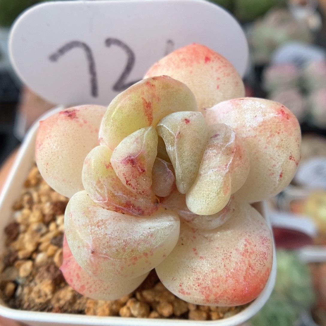 冰玉石化可拍721号。