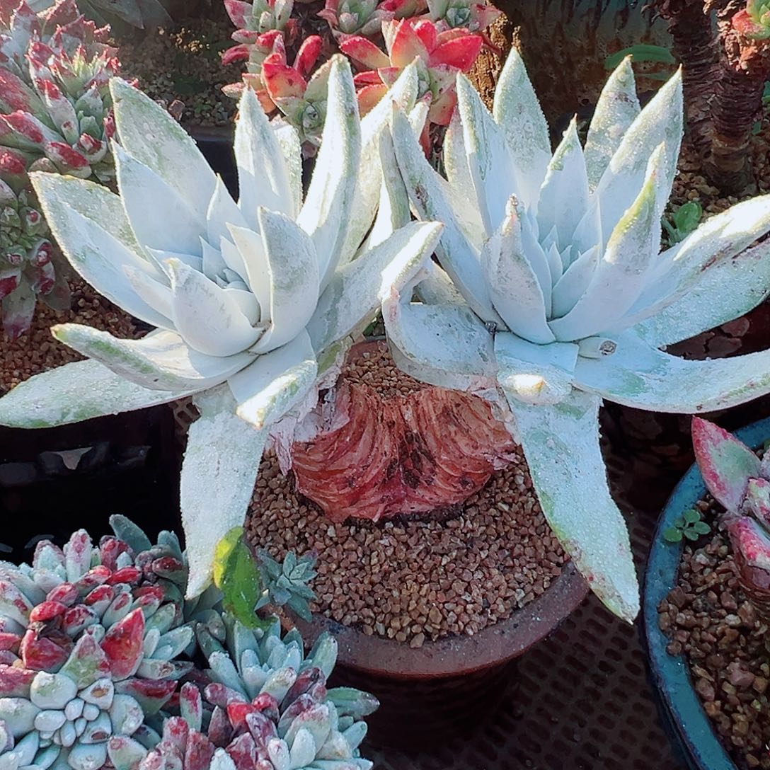 8855厚白粉赛丽娜仙女杯