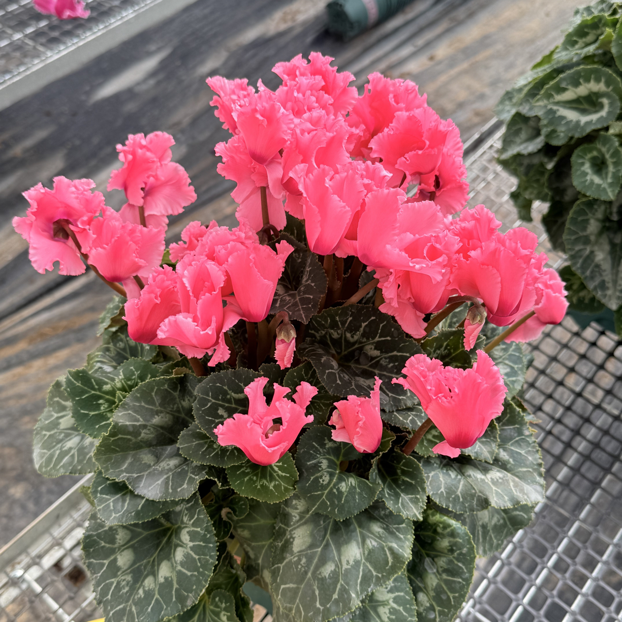 2加仑超大盆（超大西瓜红）仙客来盆栽四季开花客厅阳台花卉