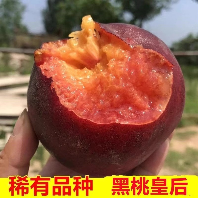【顺丰包邮】蒙阴黑桃爆甜黑美人蜜桃脆甜可放软山东省山东省桃子同城送