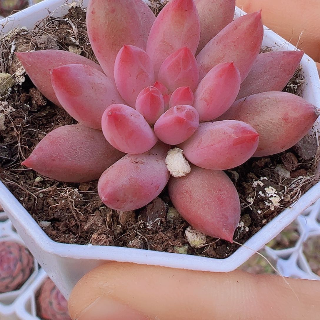 虞美人19包邮多肉植物