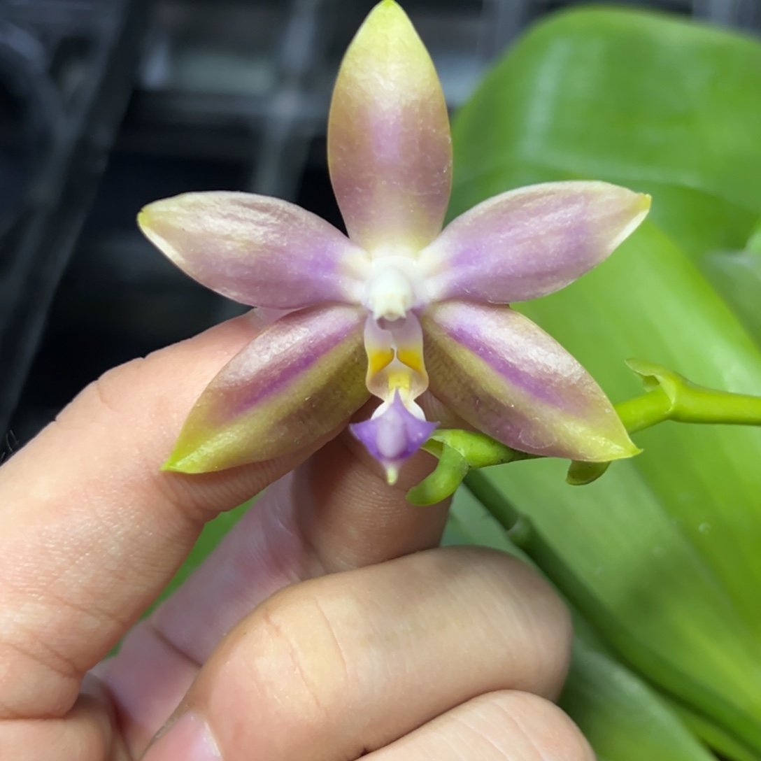 完全开放l639三寸ys1172