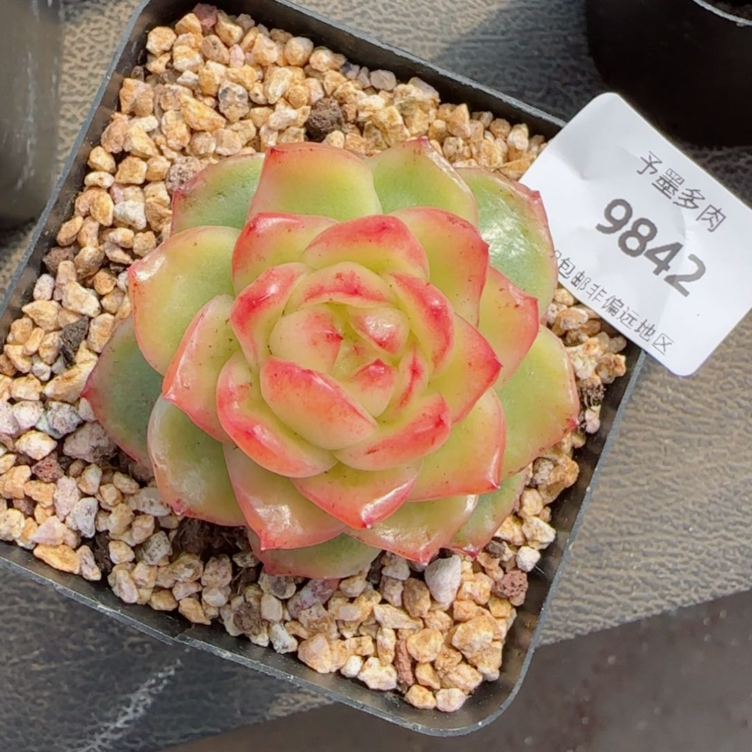 水晶珍妮锦，9842多肉