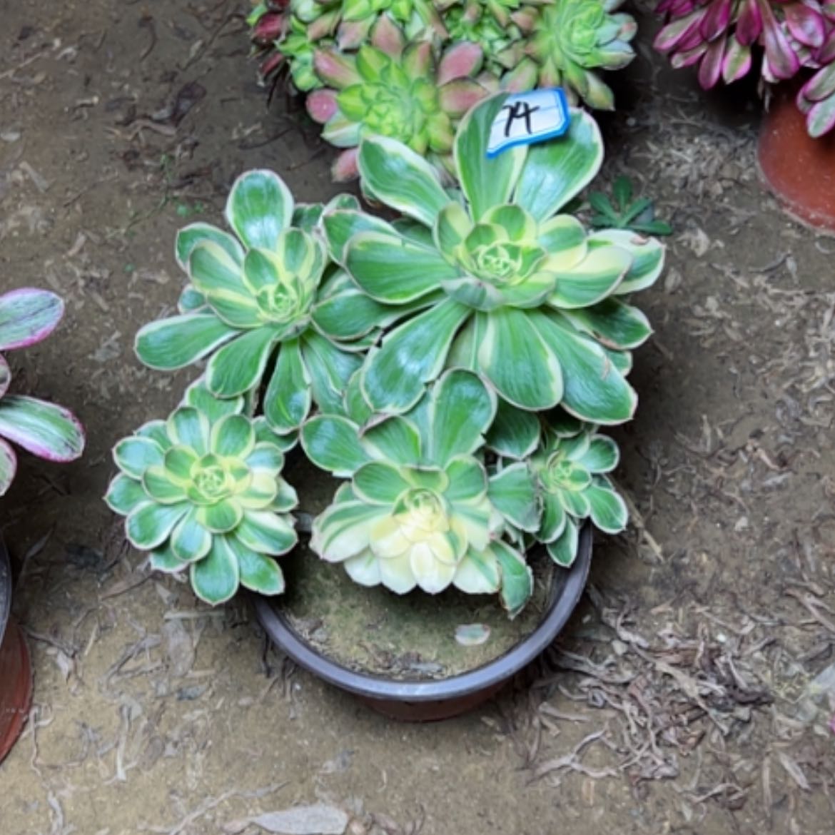 【闪购商品】多肉植物艳姿74