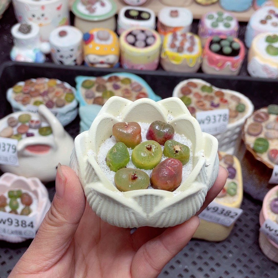 w9385 -零下地区拍保温箱 -15支持寄养