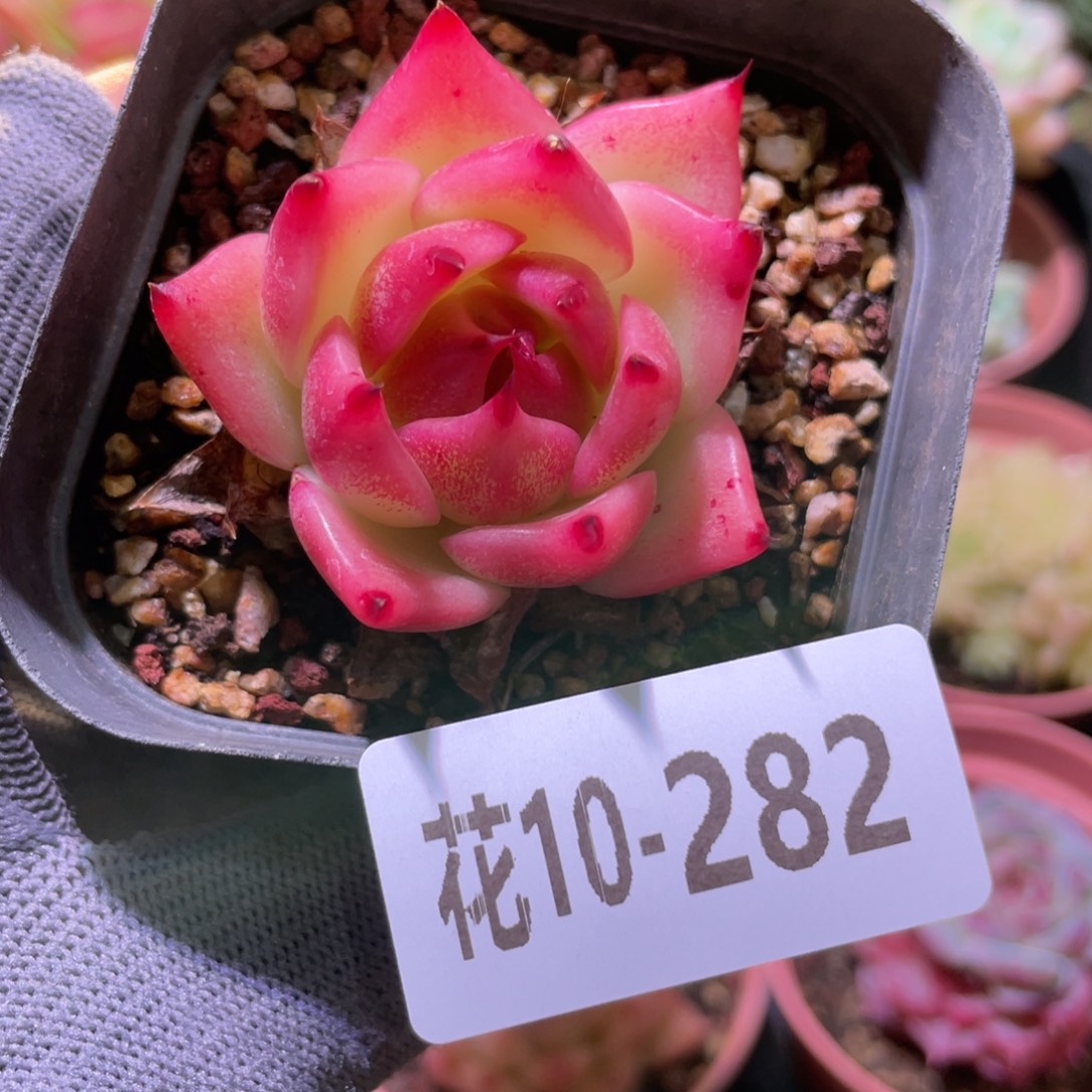 花利美10-282蓝龙