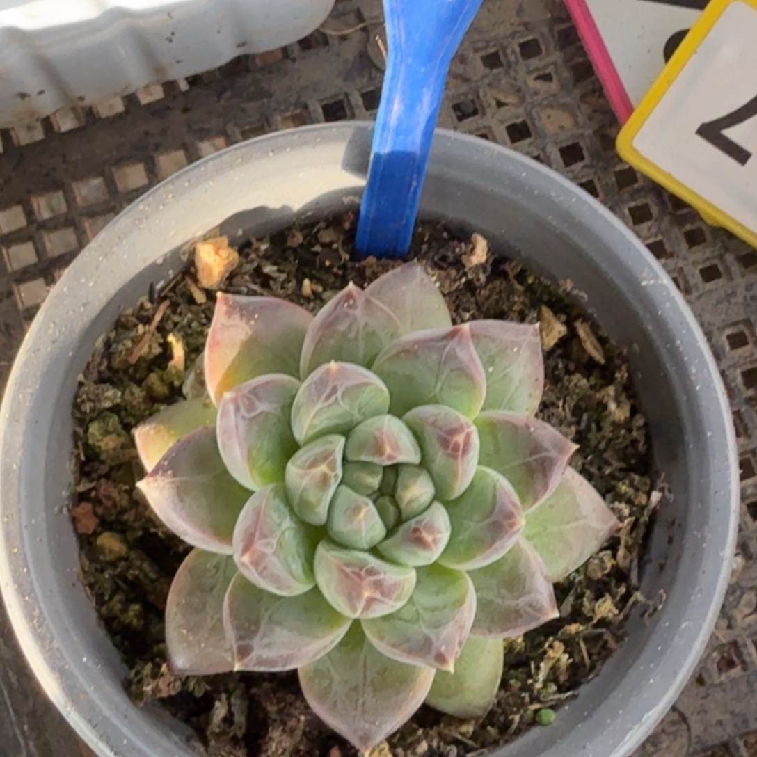 多肉植物一物一拍146