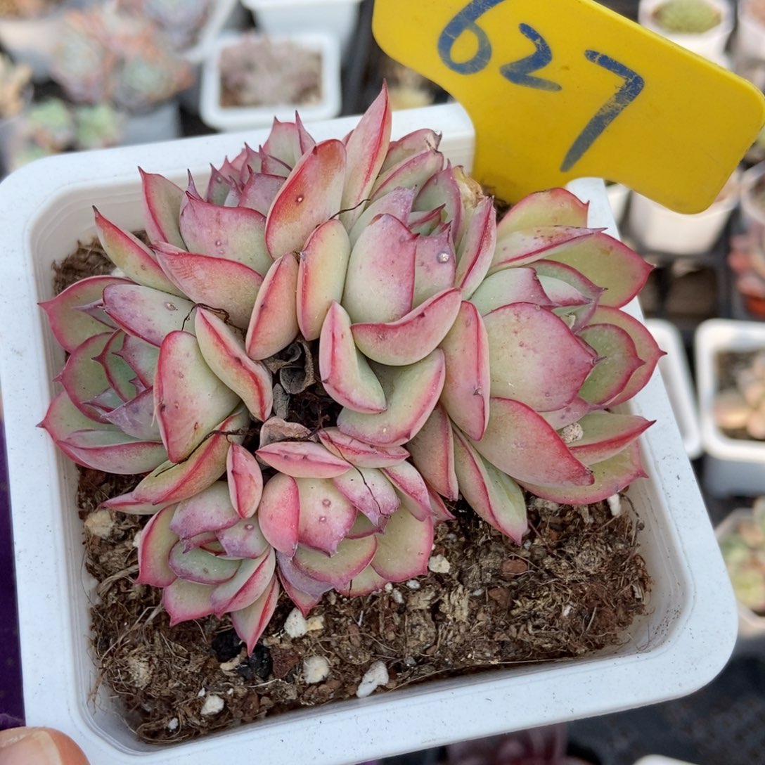 627牡丹亭多肉植物多肉