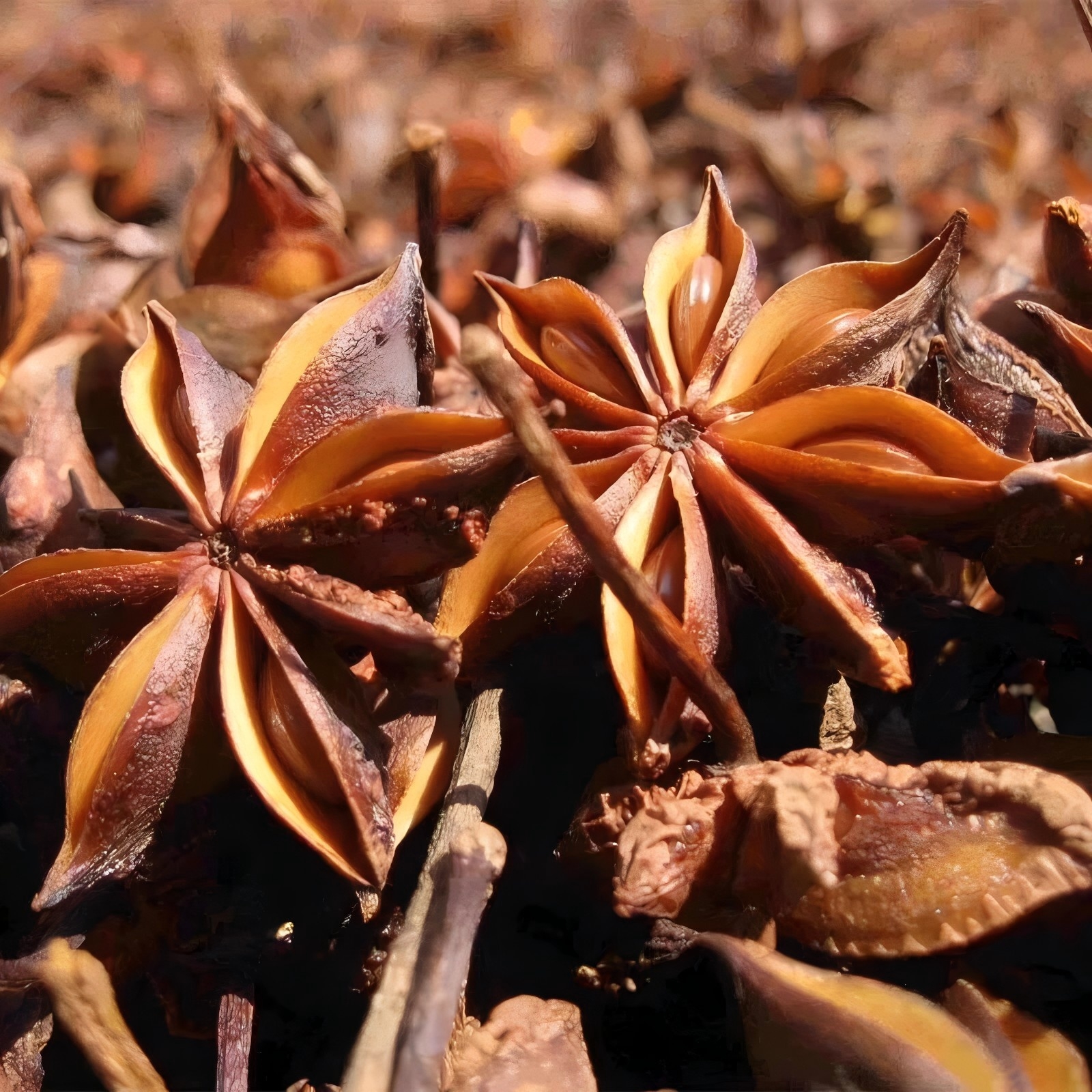 【八角】调味料干货无硫家用卤味炖菜香料八角大料
