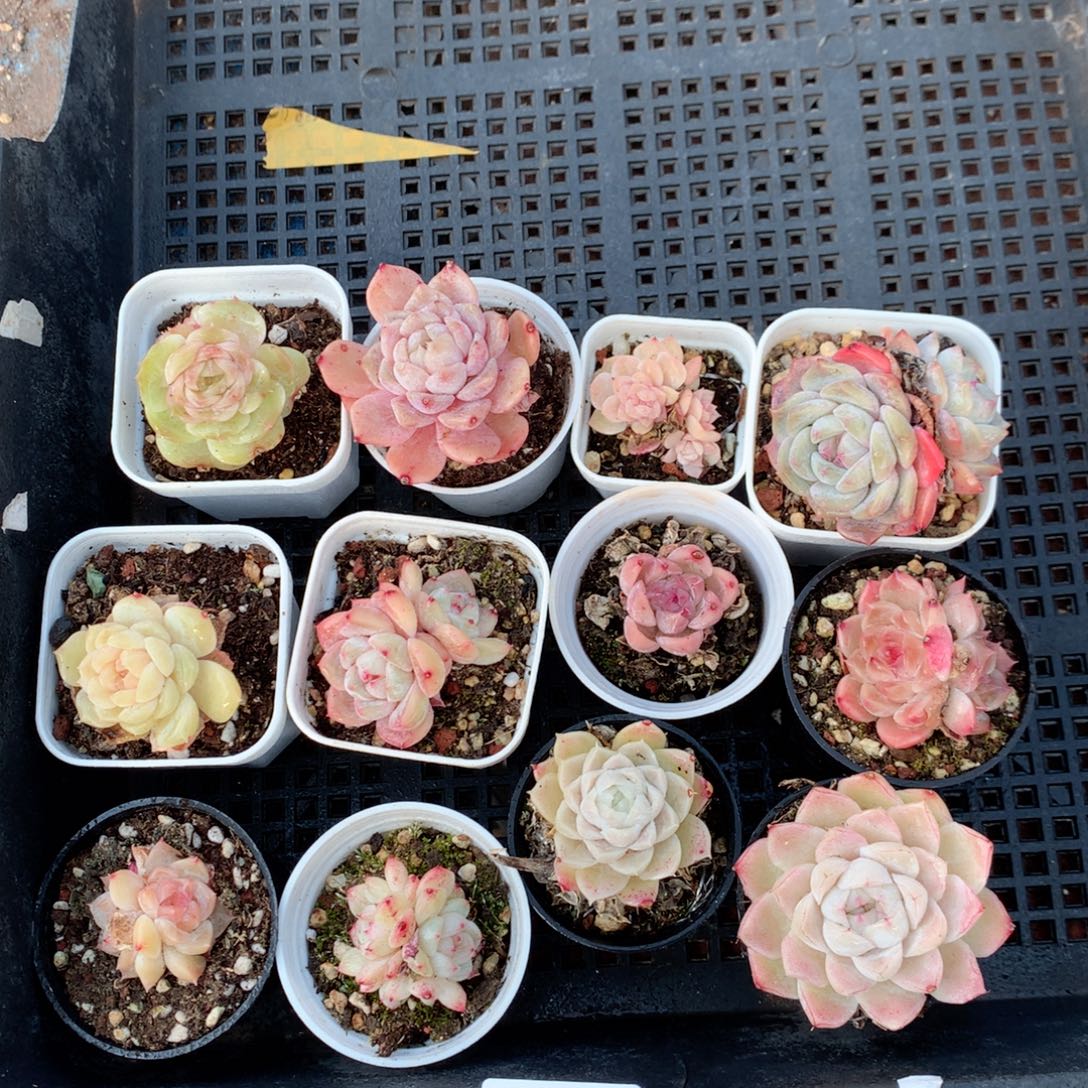 无花朵S89英语英语