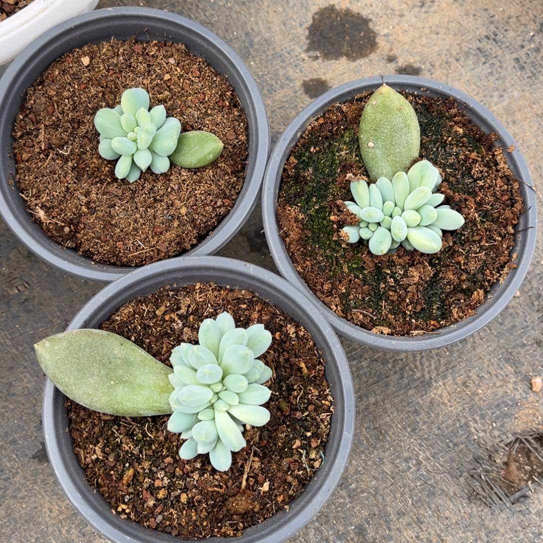 余***心多肉植物多肉植物