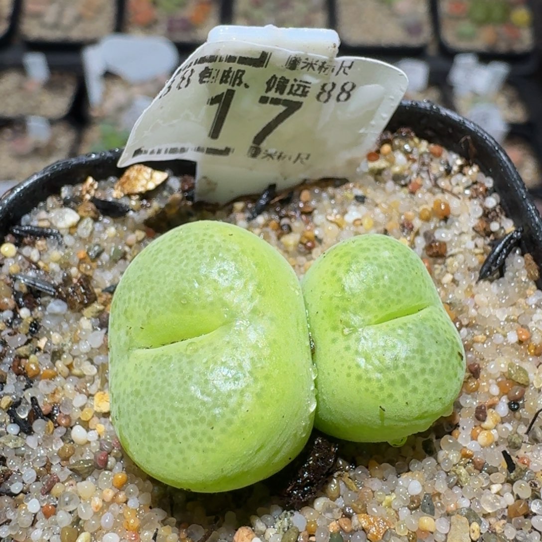 zzzz精品生石花饼17