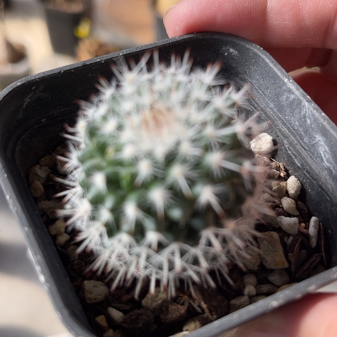 实生白王丸仙人球