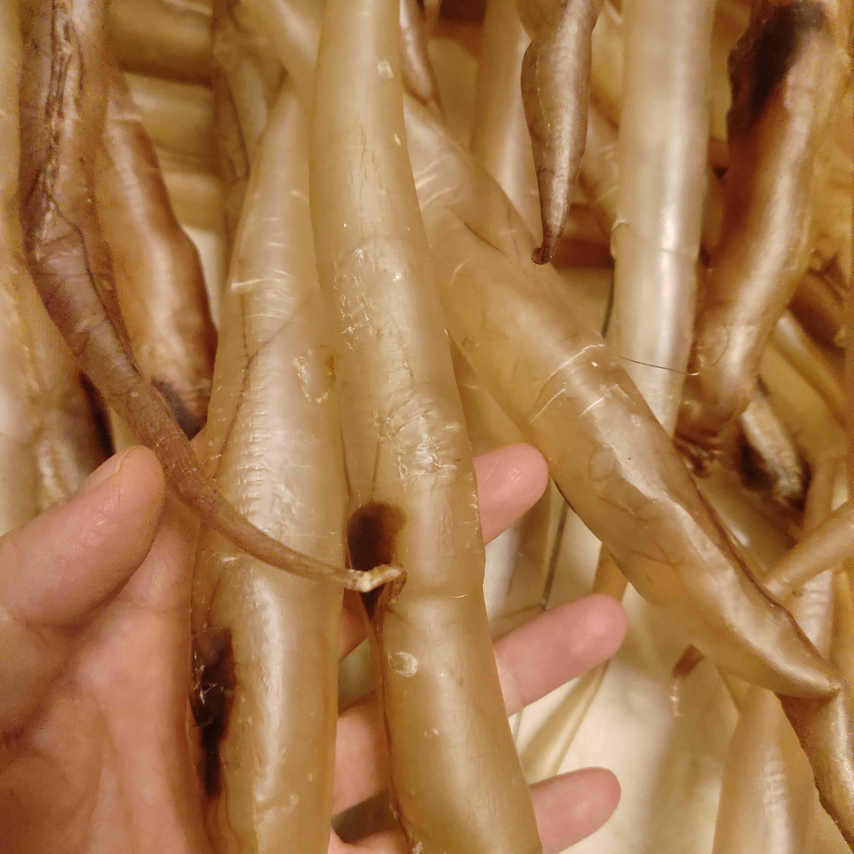 100～120头本港海钓野生黄门鳗鱼胶麻鱼鳔