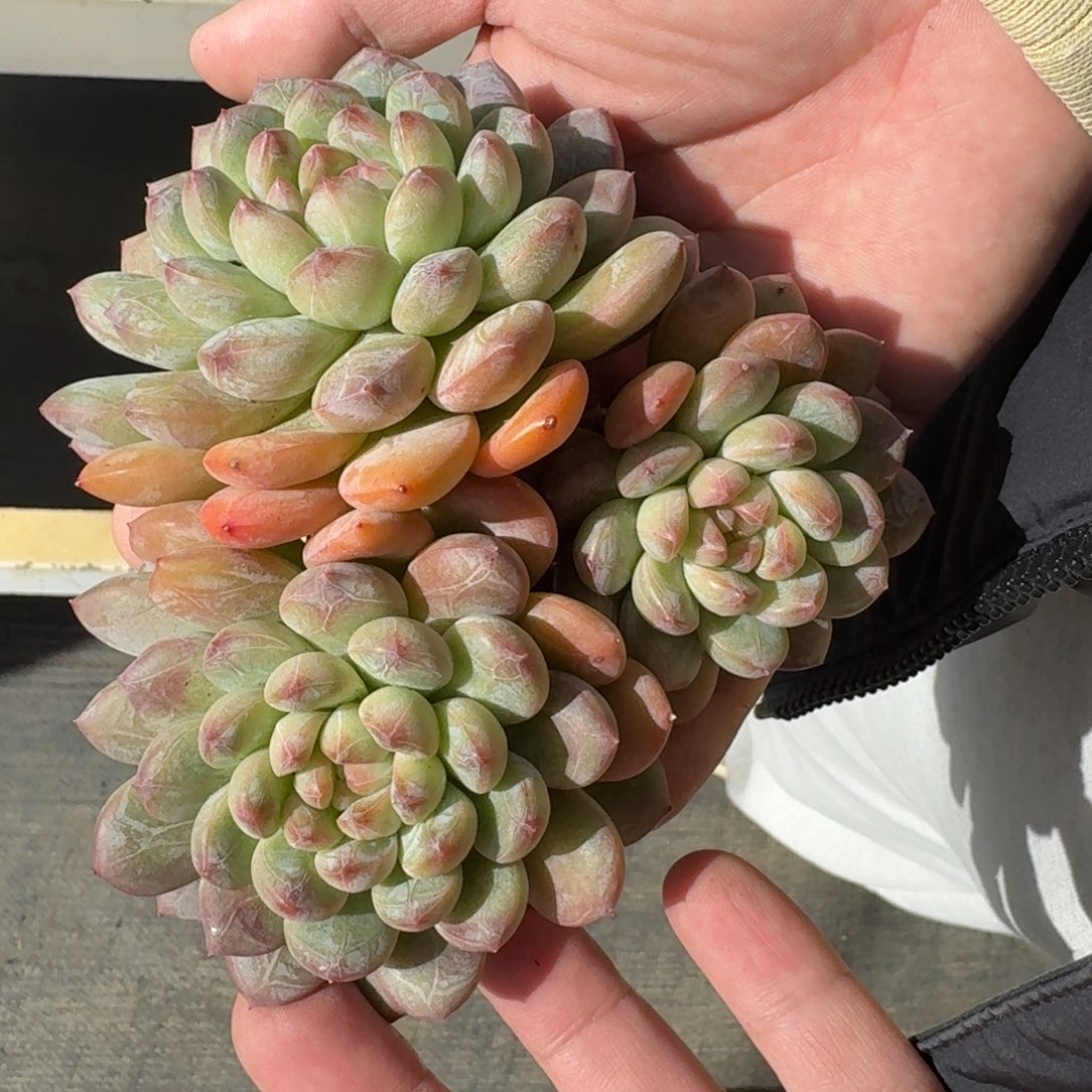 从前慢花样多肉编号-笑版百达翡翠