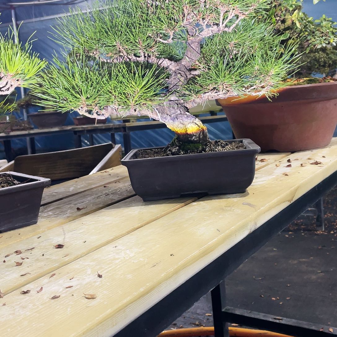 无花朵三河黑松四季分明