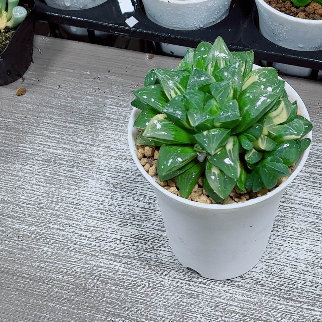 姬寿锦玉露一勿一拍