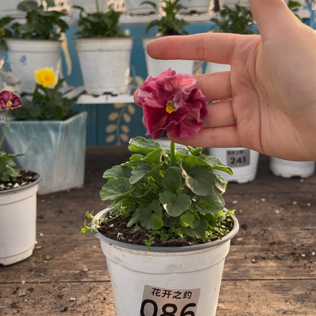 【闪购商品】完全开放086号玛丽琳