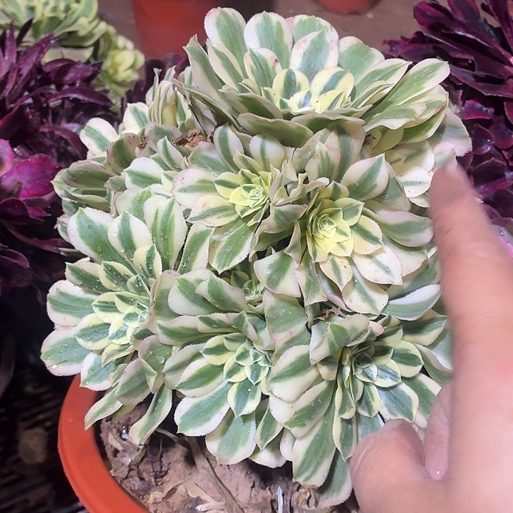 迈巴赫一颗脱土16.8