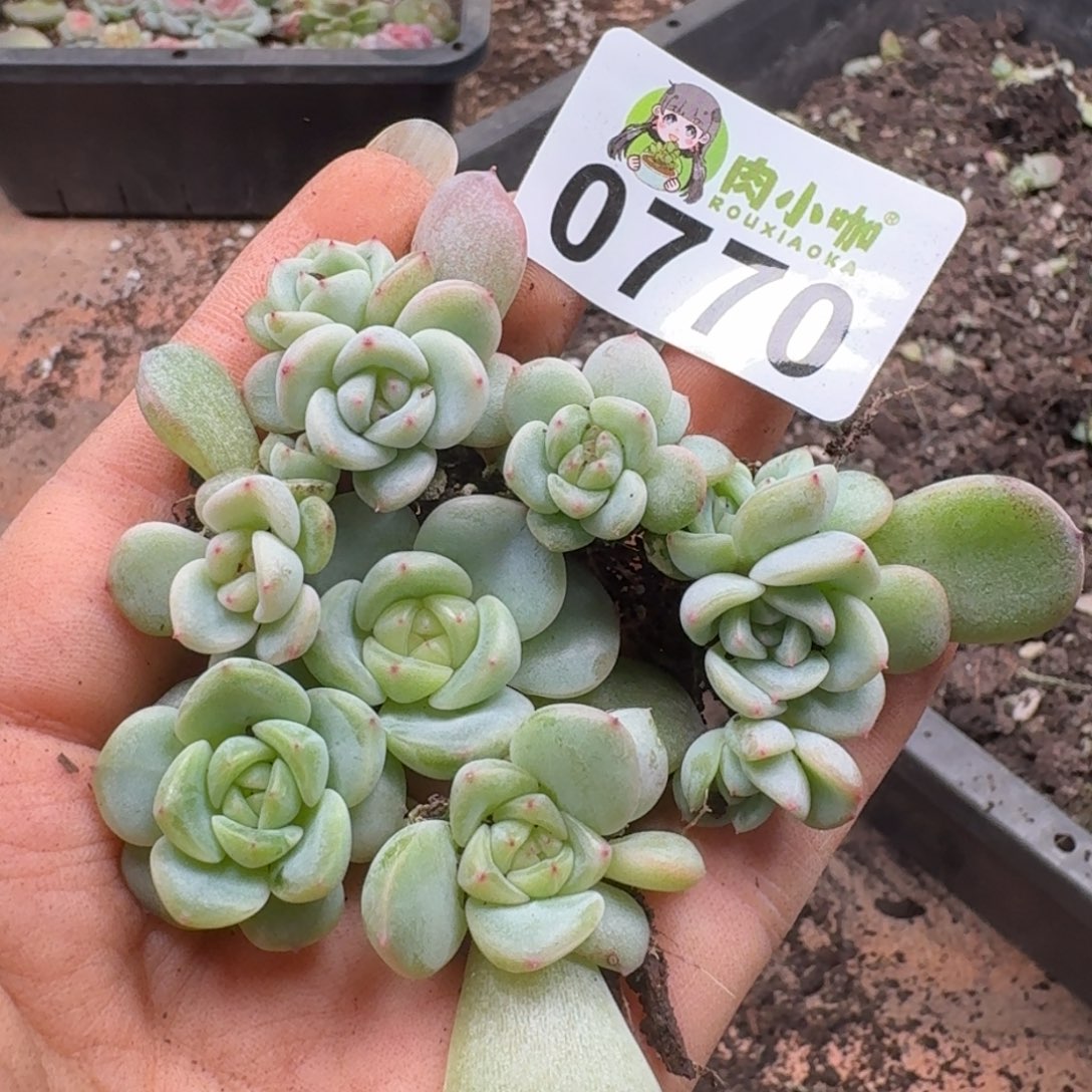 多肉植物多肉植物