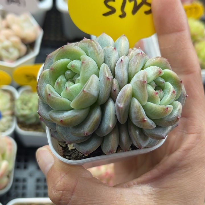 甜心e双头5325。   