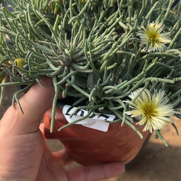 627号天赐多肉植物老庄