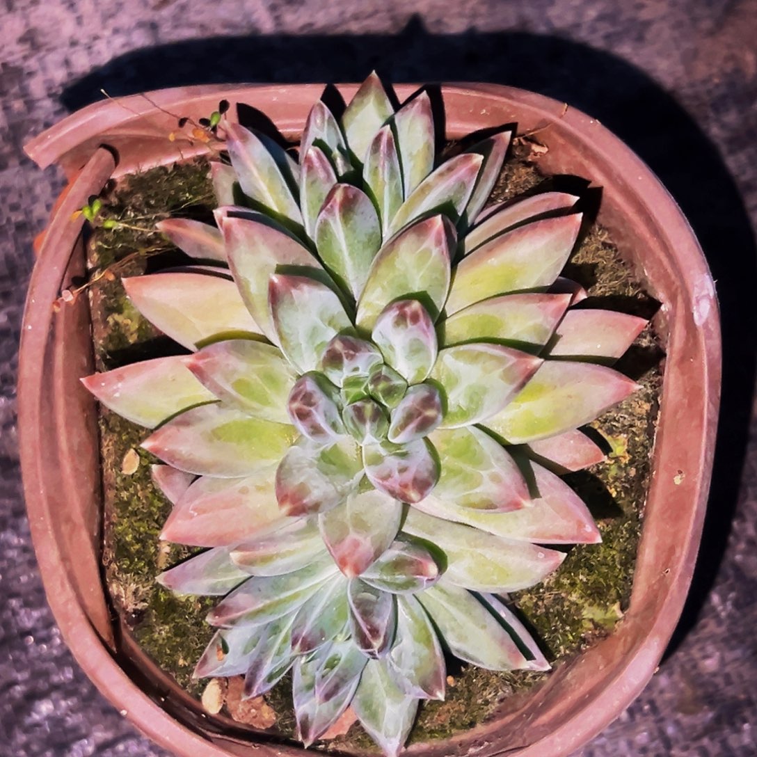 桔云多肉美人精品系列