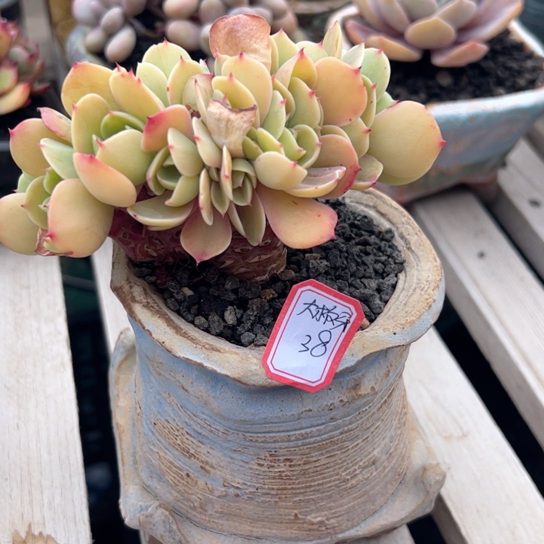 多肉植物多肉植物