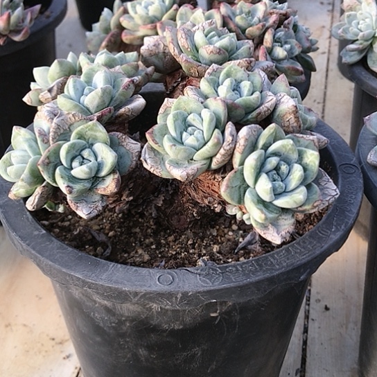 梅****地苹果叶仙女棒仙女棒