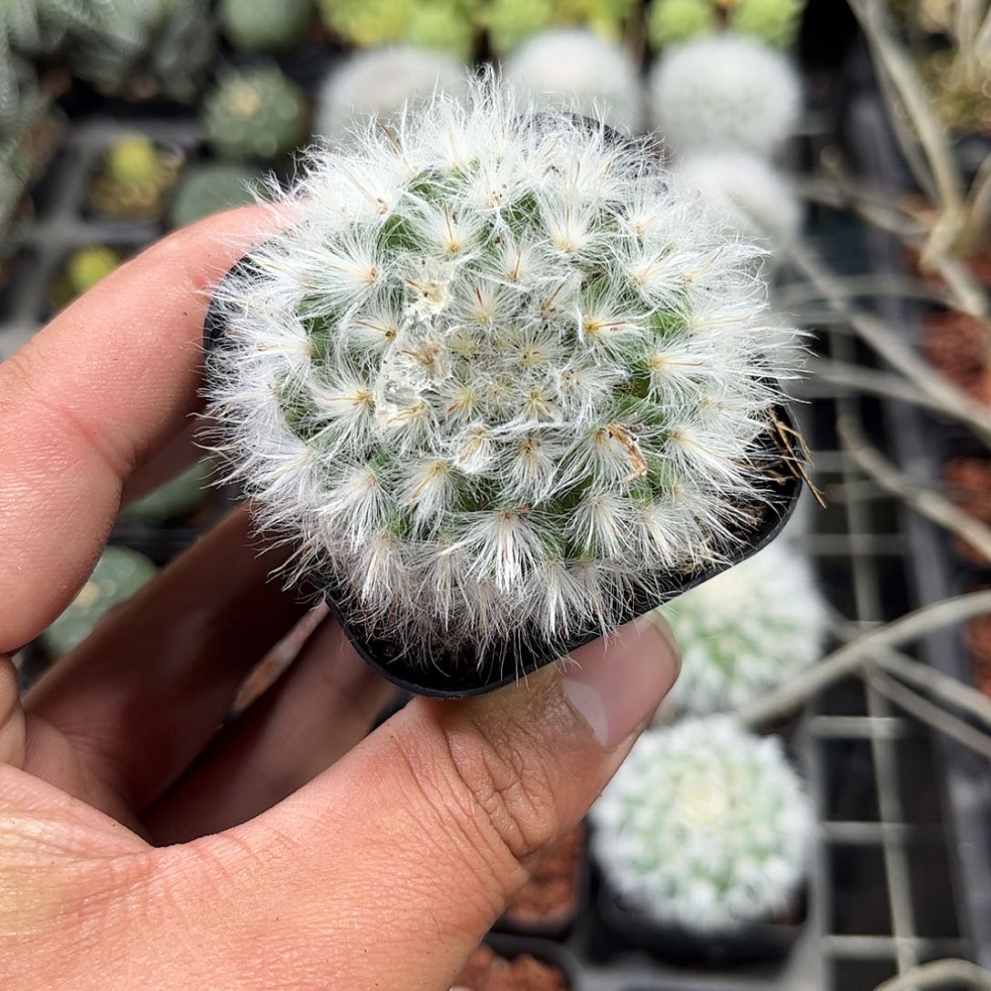 白云高沙单头发货单头发