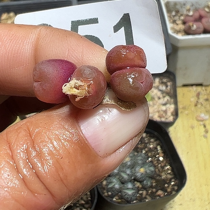 051号毛汗尼2个多肉植物